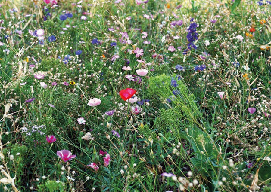 Blomsterfrø i papirspose - Billede 5